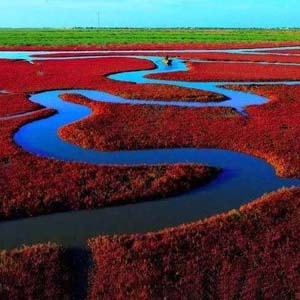 红海滩风景区