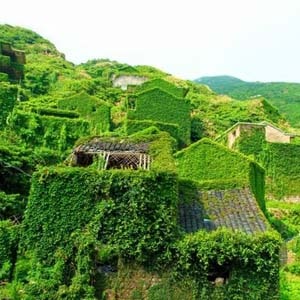嵊山枸杞景区