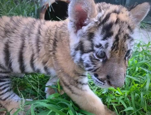 八达岭野生动物园