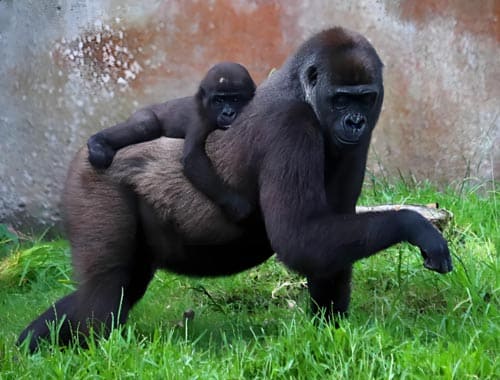 八达岭野生动物园