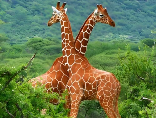 八达岭野生动物园