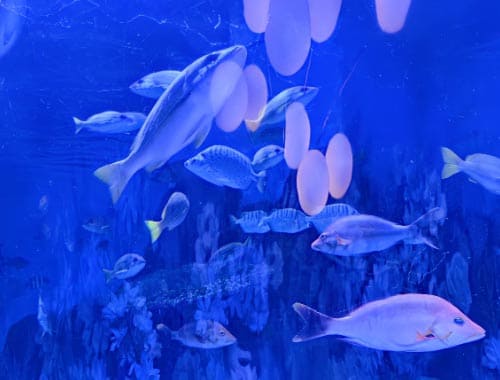 南湾海洋运动公园